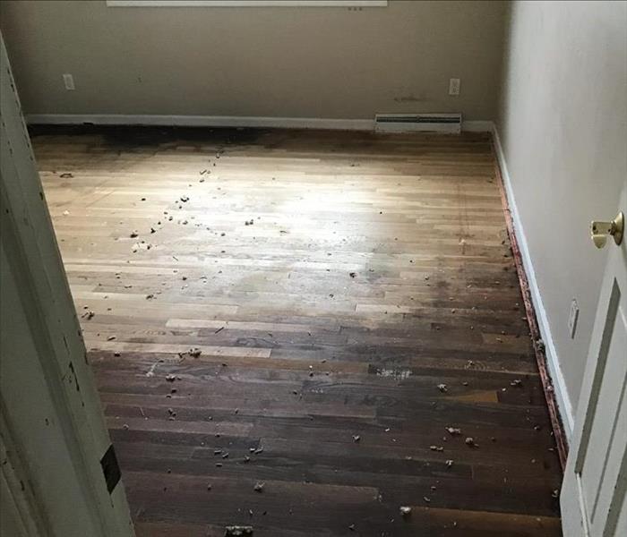 Mold found on hardwood floor in bedroom