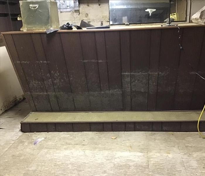 Mold growth on wood paneling bar in basement