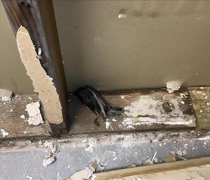 Bird found inside of wall