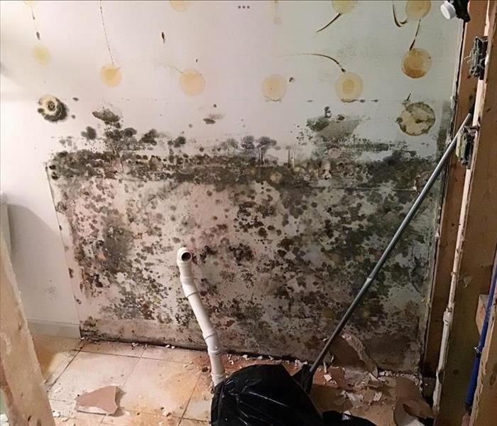 Extensive mold on wall