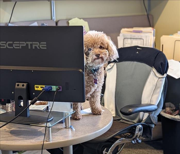 Female dog, Stella, sitting on desk peeking out behind computer screen